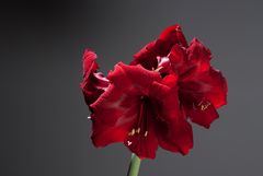 Amaryllis im Studio