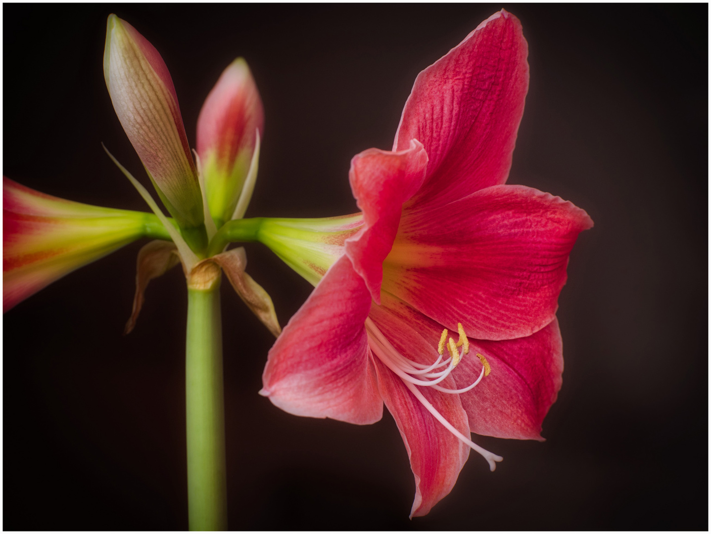 Amaryllis im Topf