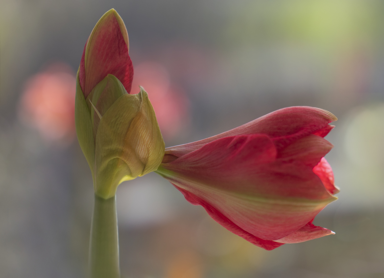 Amaryllis im Wintergarten Foto & Bild rot, natur, blume Bilder auf