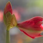 Amaryllis im Wintergarten