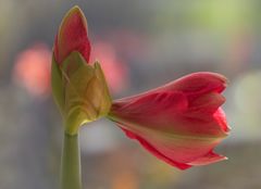 Amaryllis im Wintergarten