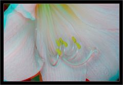 Amaryllis in 3D