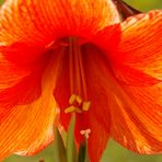 Amaryllis in anderem Licht