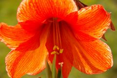 Amaryllis in anderem Licht