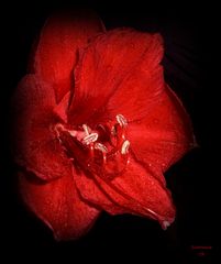 Amaryllis in black