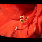 Amaryllis in der Dezembersonne