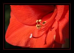 Amaryllis in der Dezembersonne