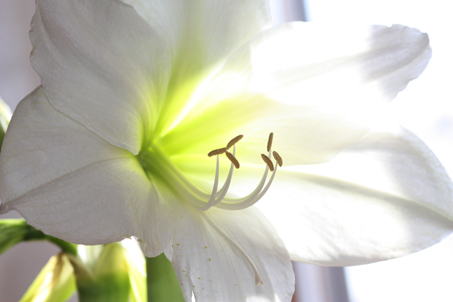 Amaryllis in der Frühlingssonne