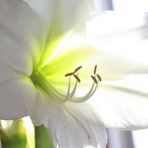 Amaryllis in der Frühlingssonne