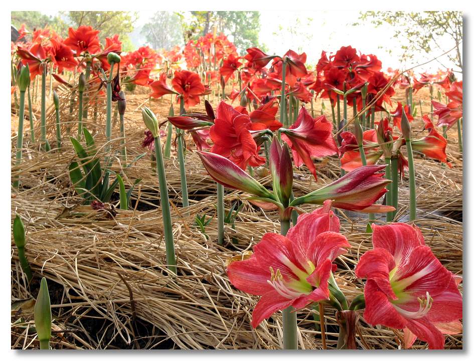 Amaryllis in Doj Chang