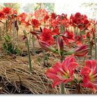 Amaryllis in Doj Chang