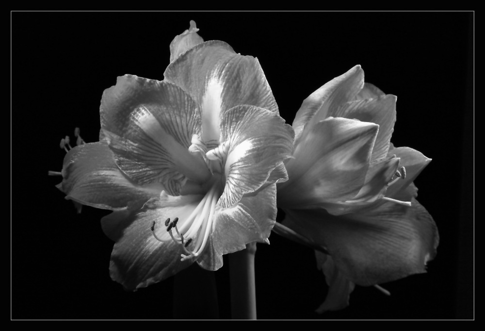 Amaryllis in greyscale