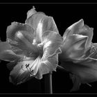 Amaryllis in greyscale