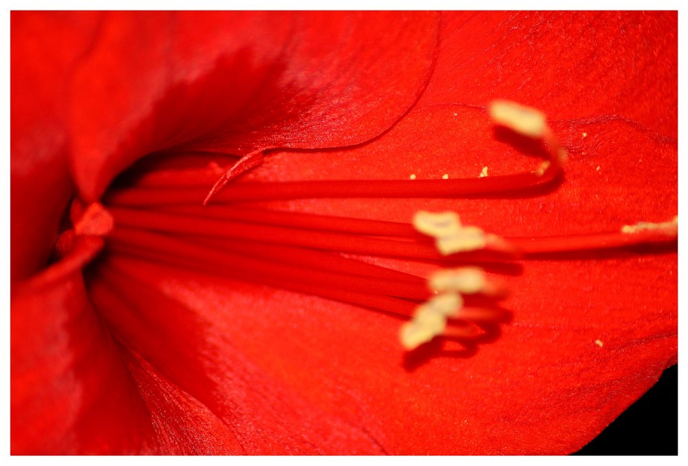 Amaryllis in Großaufnahme