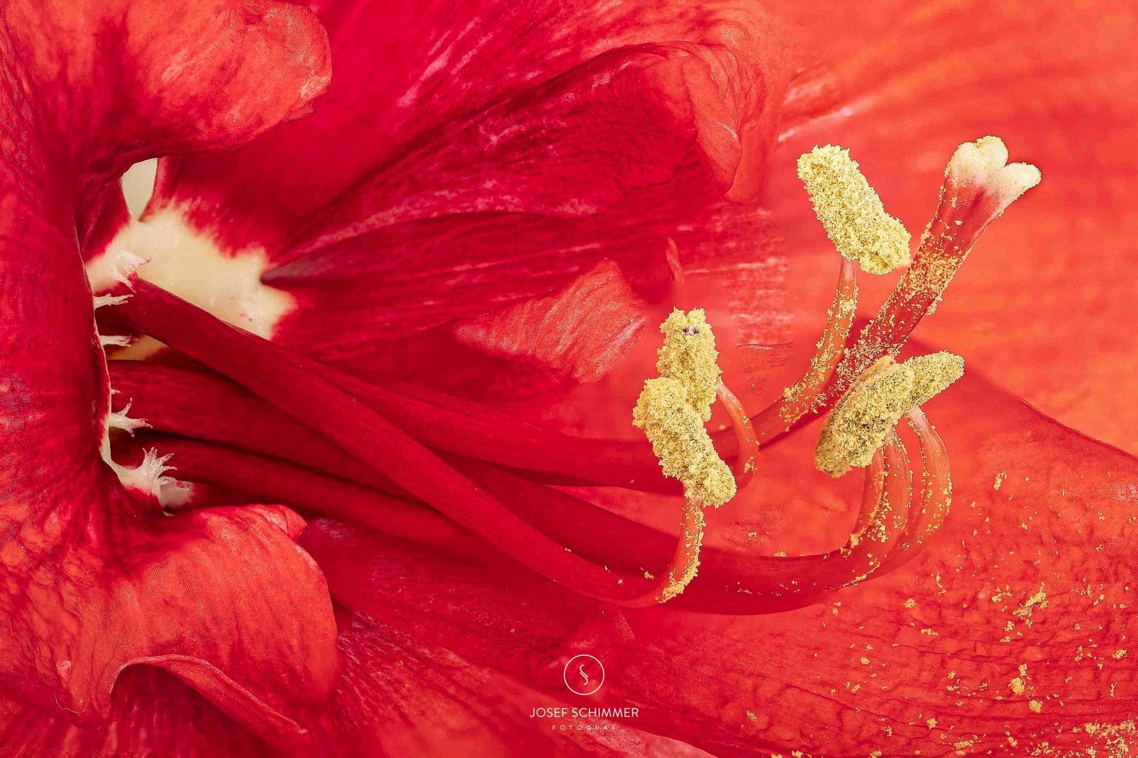 Amaryllis in red!