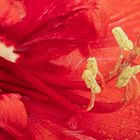 Amaryllis in red!