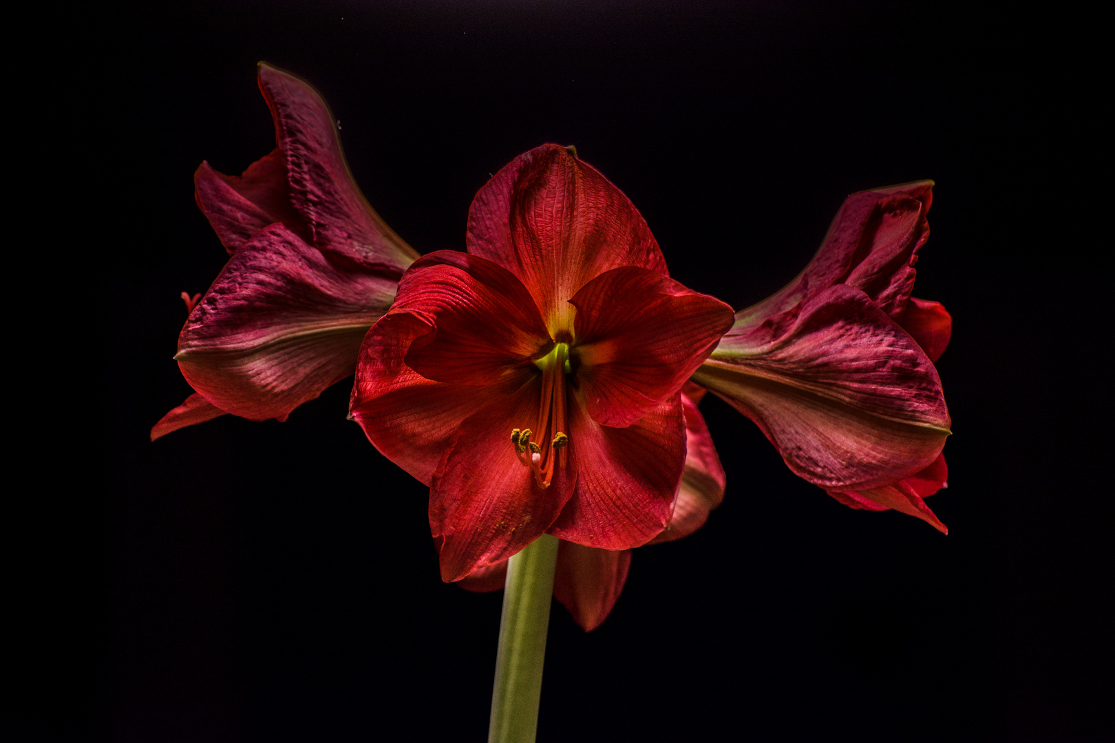 Amaryllis in red