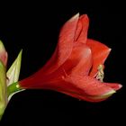 Amaryllis in rot