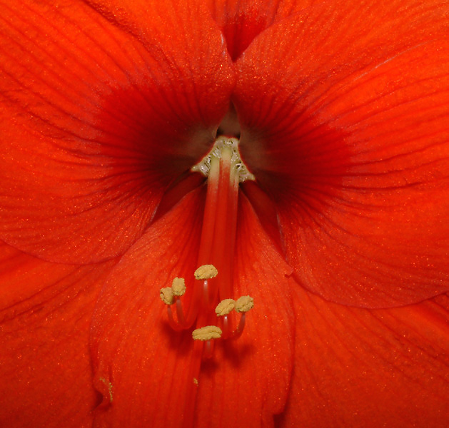 Amaryllis in rot