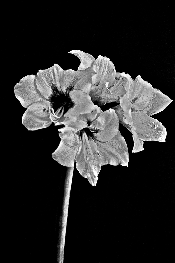 Amaryllis in Schwarzweiß