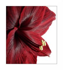 Amaryllis in tiefrot