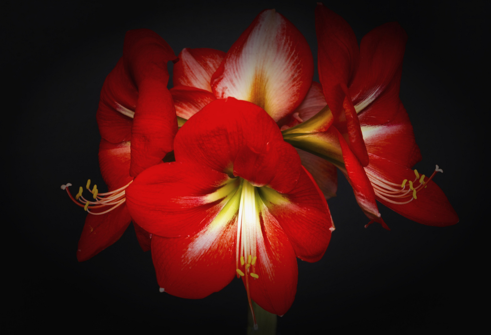 Amaryllis in Vollendung