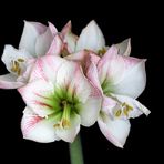 Amaryllis in voller Blüte