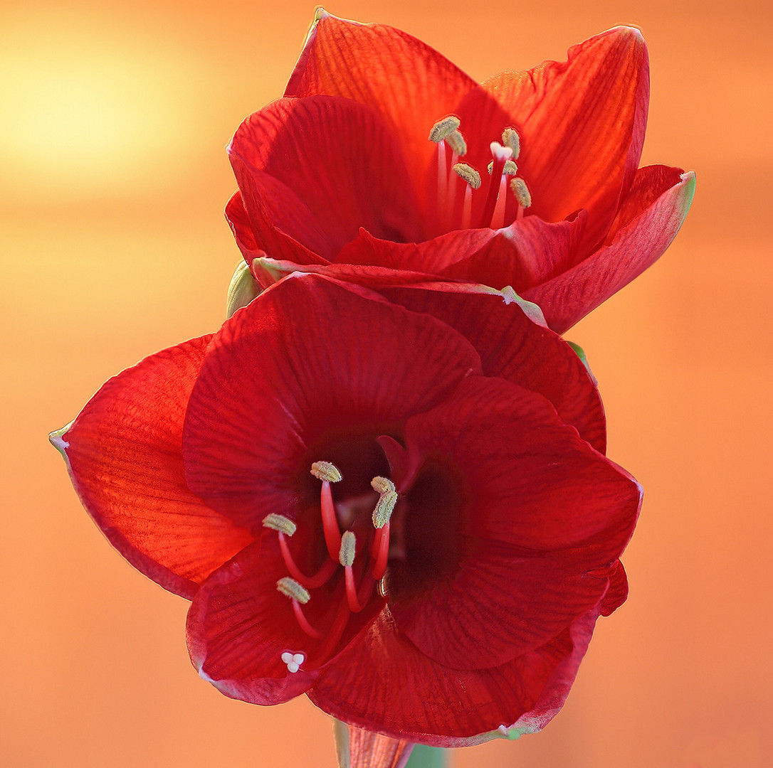 Amaryllis in voller Pracht