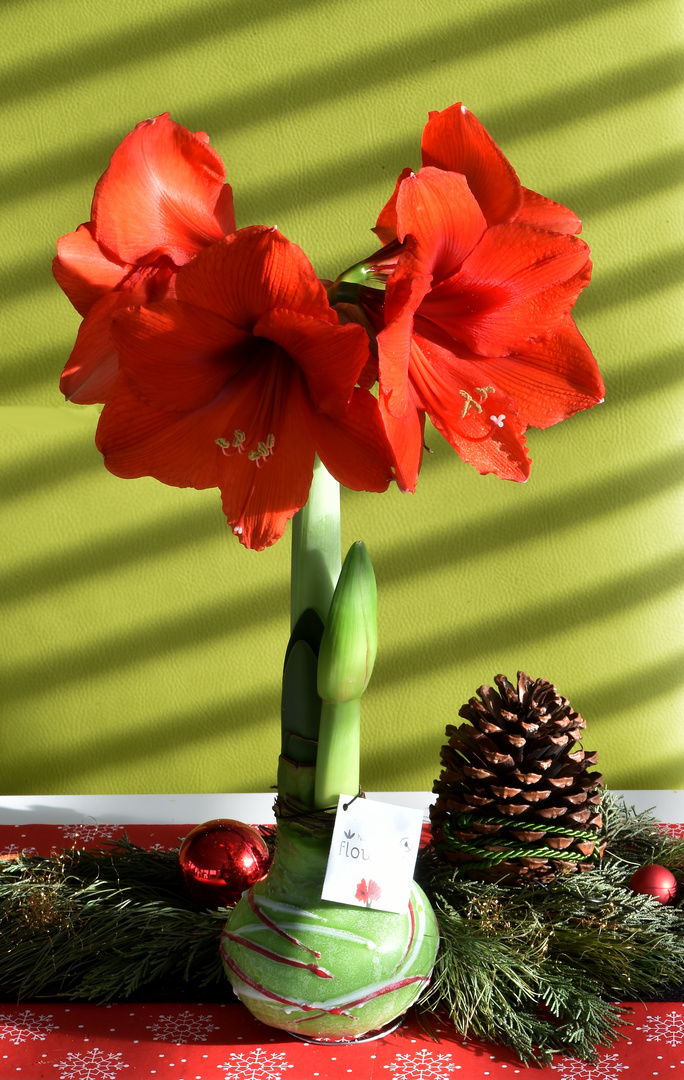 Amaryllis in Wachs gegossen