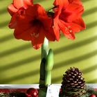 Amaryllis in Wachs gegossen