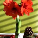 Amaryllis in Wachs gegossen