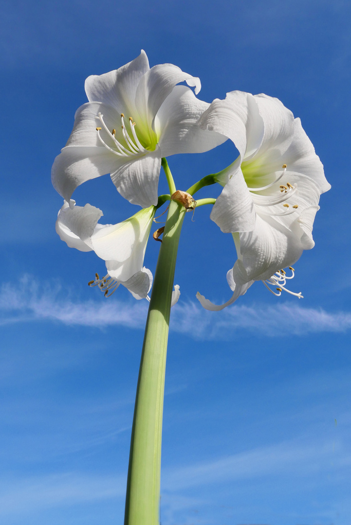 Amaryllis in weiss