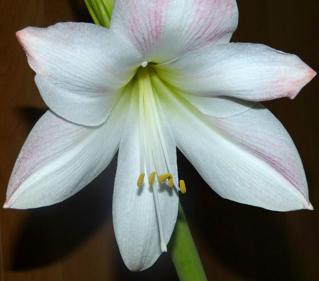 Amaryllis in weiß