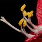 Amaryllis Innenleben