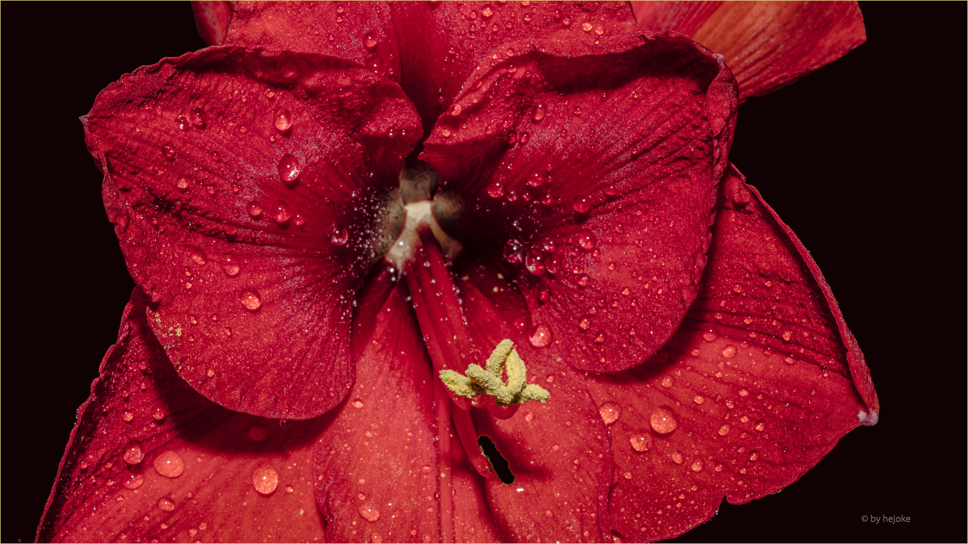 Amaryllis Innenleben auch Hippeastrum