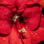 Amaryllis Innenleben auch Hippeastrum