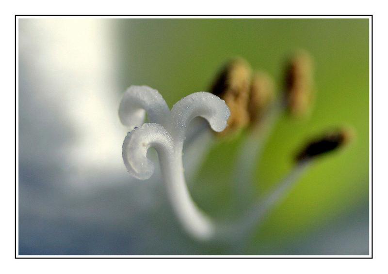 Amaryllis inside