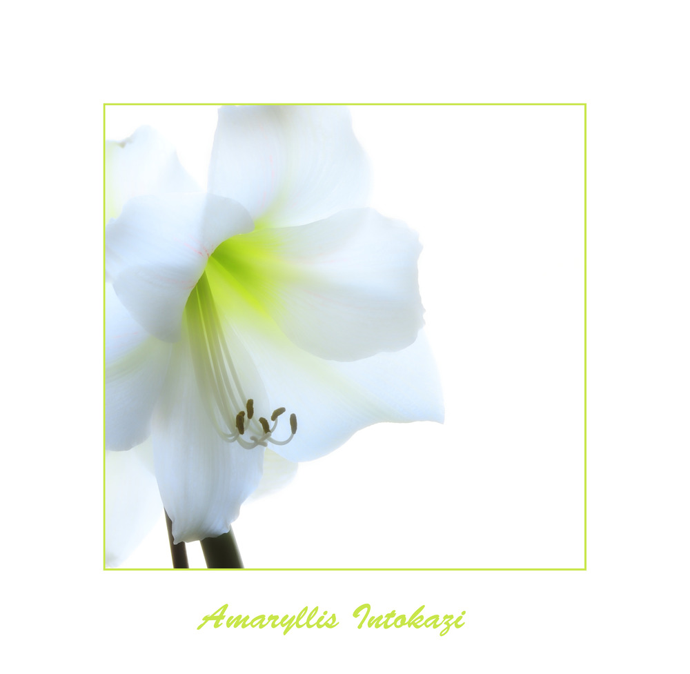 Amaryllis Intokazi