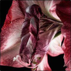 Amaryllis IV