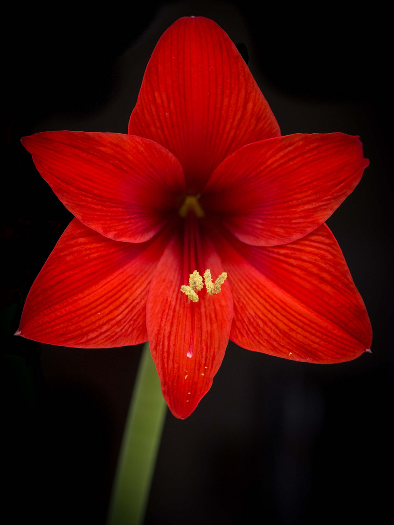 Amaryllis Kolibri Fanfare