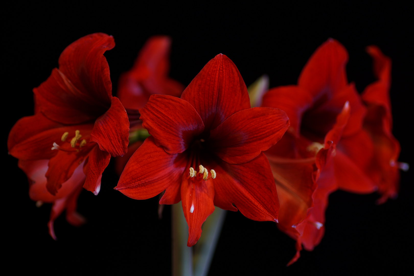 Amaryllis Kränzchen