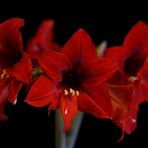 Amaryllis Kränzchen