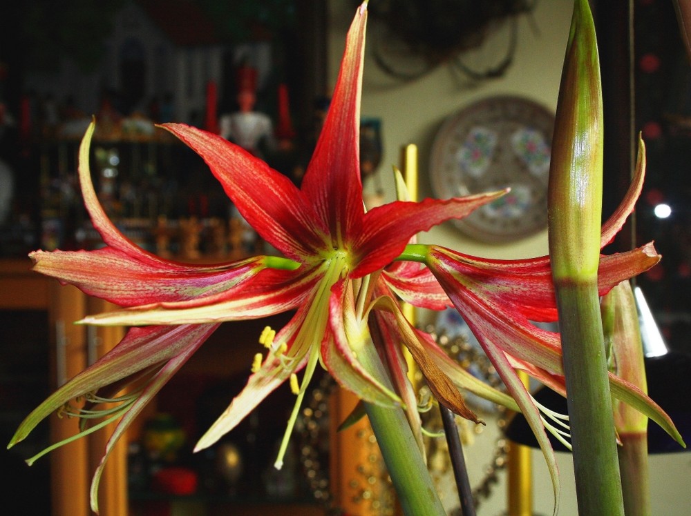 Amaryllis La Paz