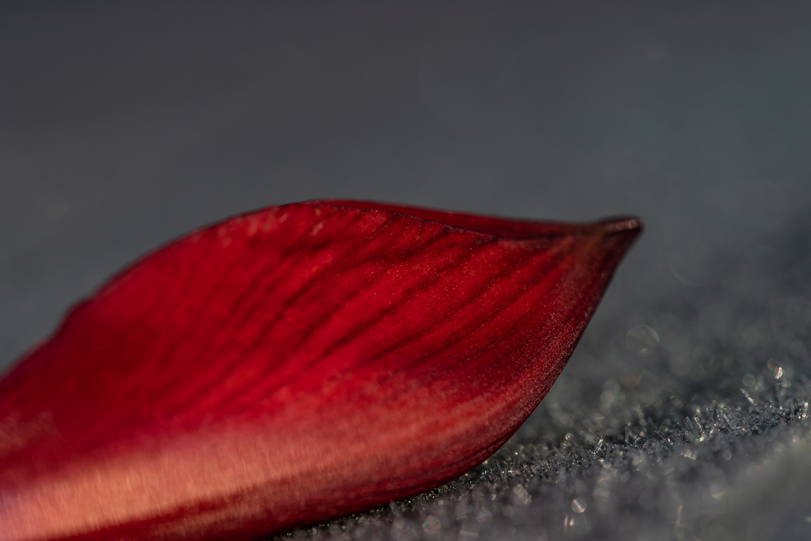 Amaryllis - lady in red