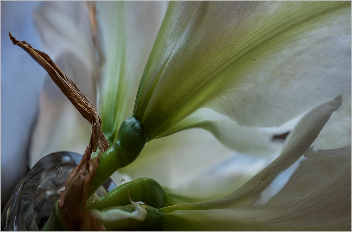 Amaryllis, lichtdurchflutet