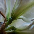 Amaryllis, lichtdurchflutet