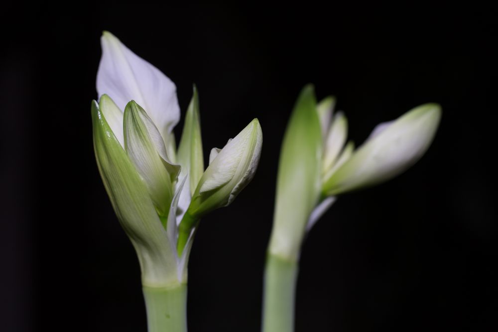 Amaryllis - Lichtexperiment I