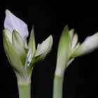 Amaryllis - Lichtexperiment I