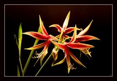 - Amaryllis Lima # 2 -