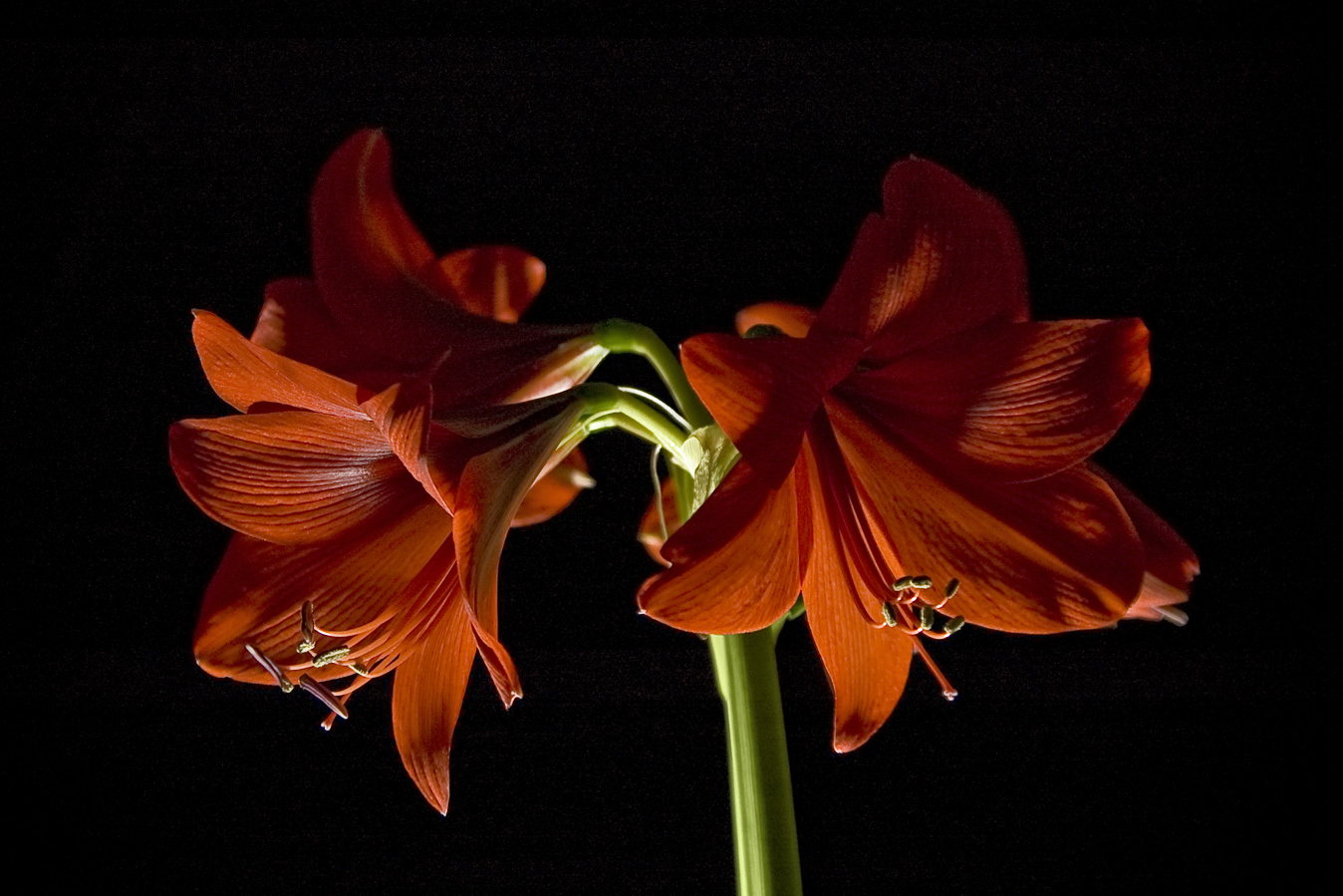 Amaryllis Low-Key